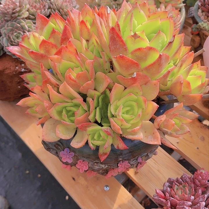 梦*荷杂交多肉不带盆