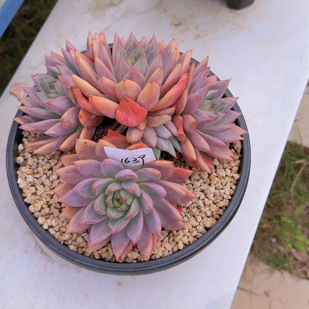 李*子1639蜜桃仙子多肉植物