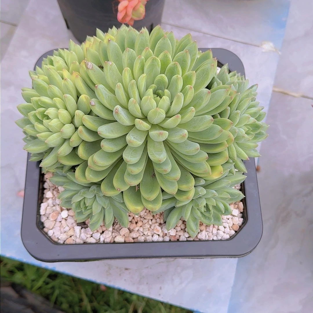 过**烟1857小浣熊多肉植物