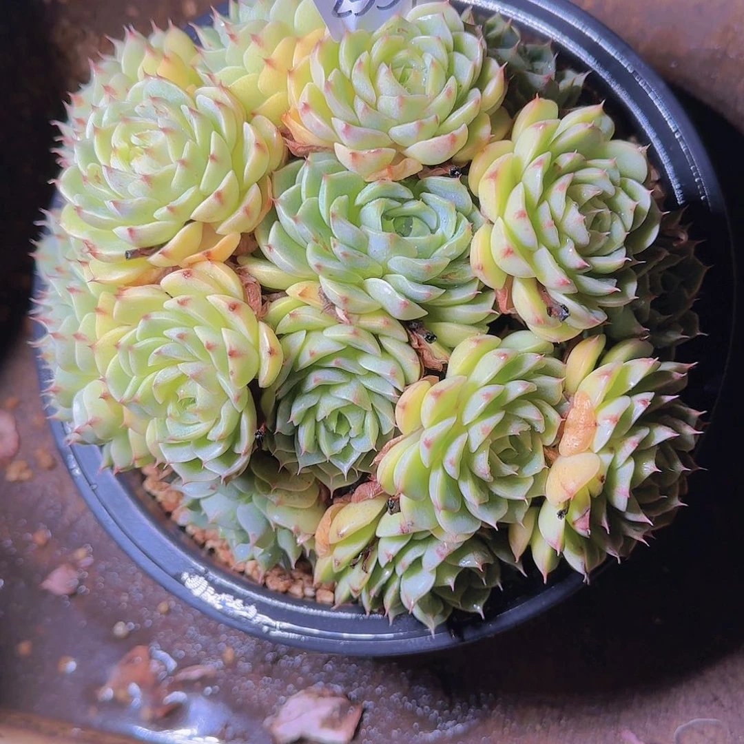 ?*本巴多肉植物2359