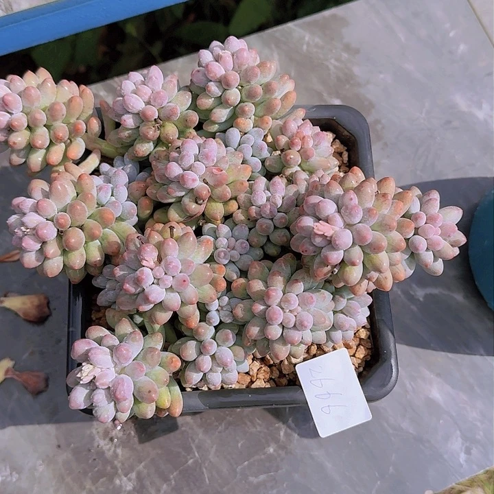 河**姐2666婴儿手指多肉植物