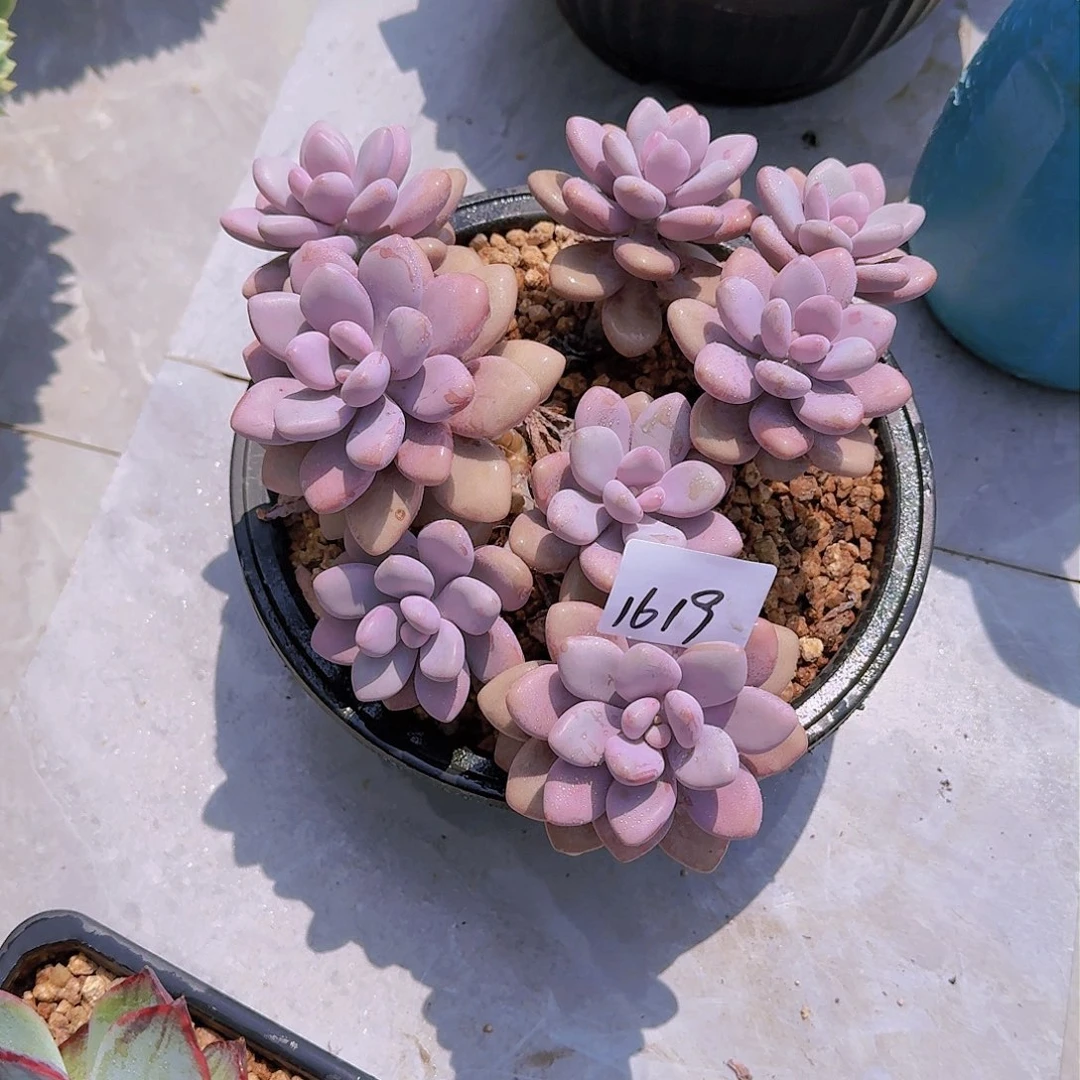 绕*柔1619桃蛋多肉植物