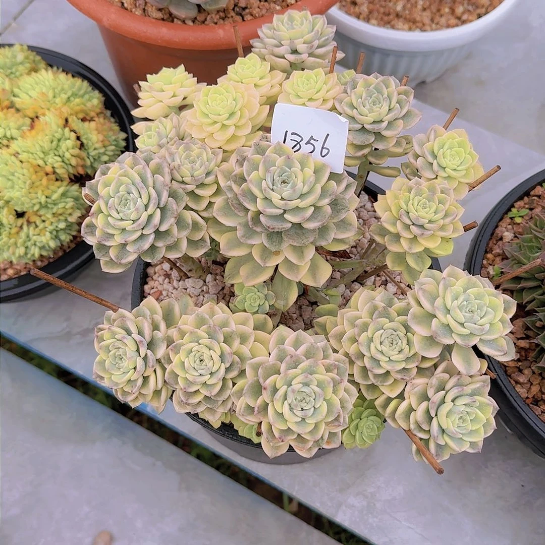 过**烟1856粉布藕锦多肉植物