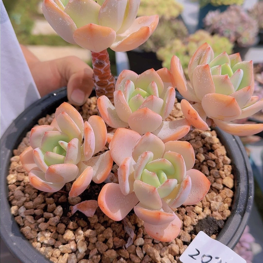 ?**?2022白月光多肉植物