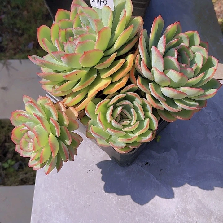 小*子晨露多肉2940