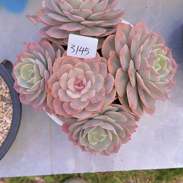 ～*白雪公主多肉3145