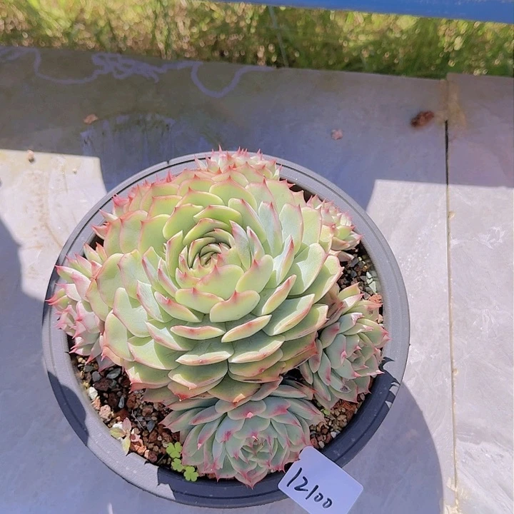 无*12100粉色提示多肉植物