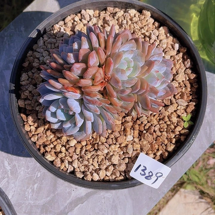 j****n1389橙子多肉植物