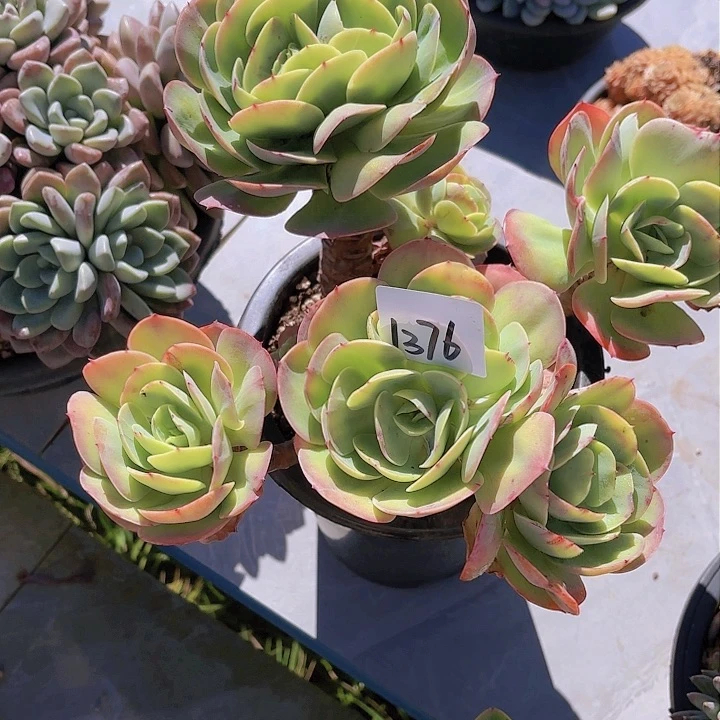 美**来1376碧桃多肉植物