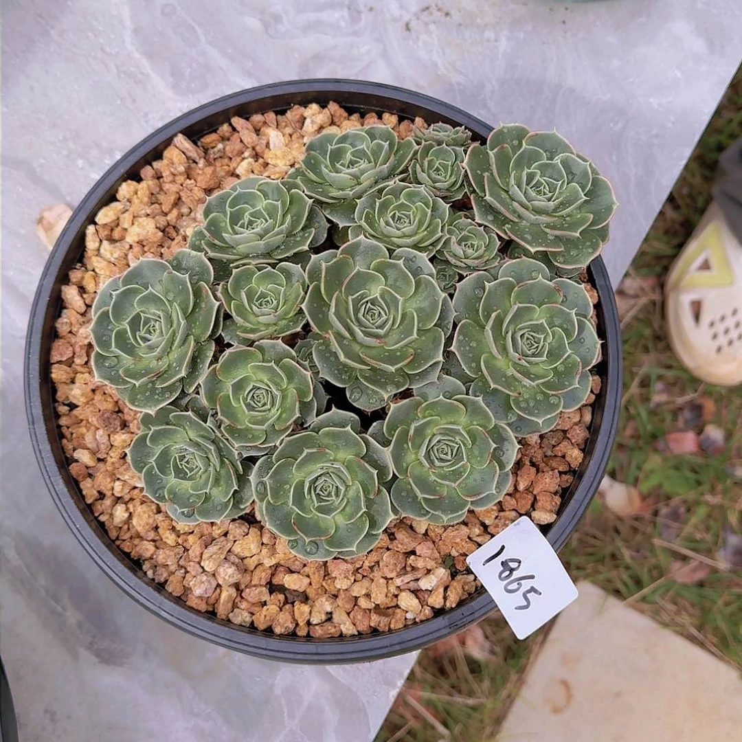 巧*1865罗西马多肉植物