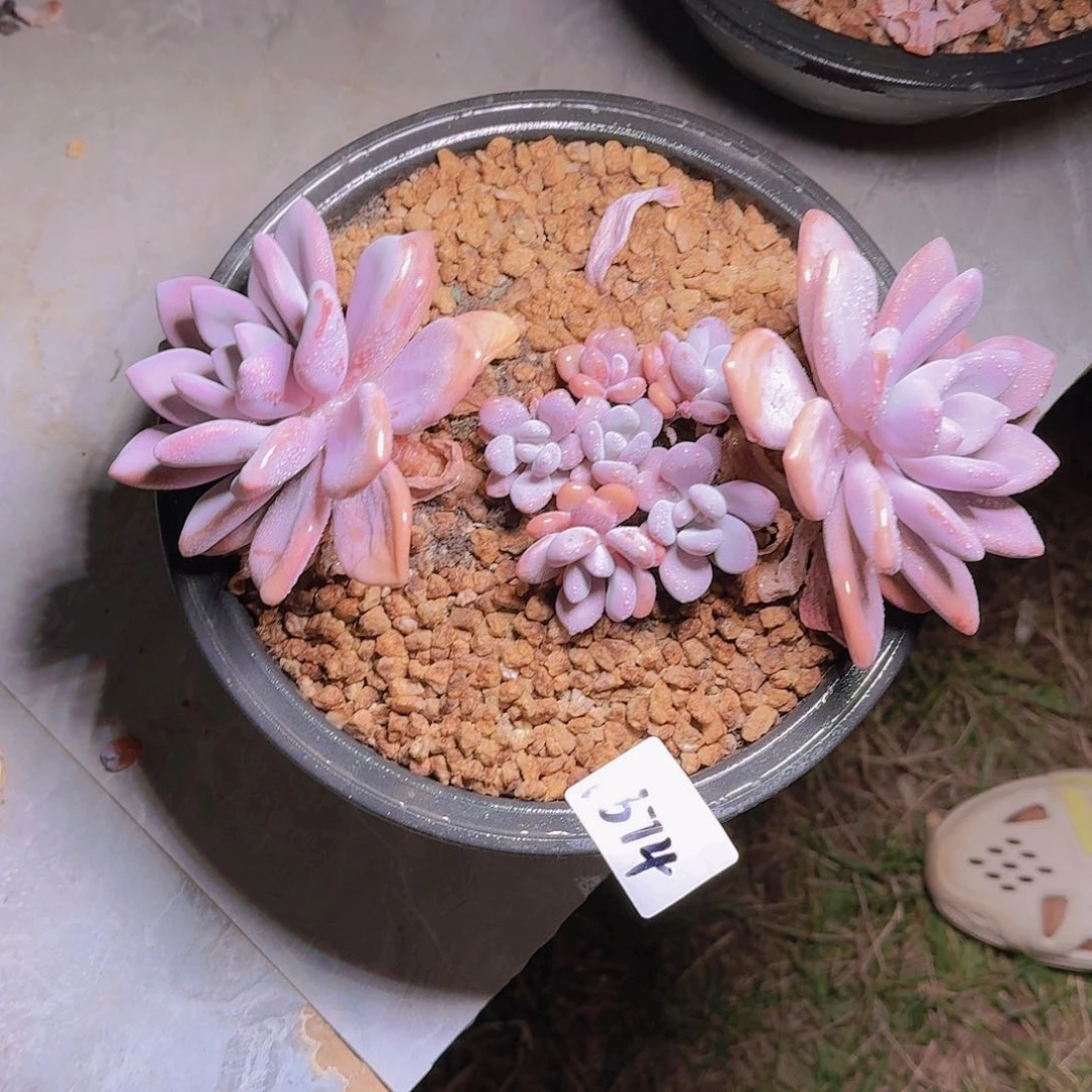 红*梨1674粉兔多肉植物