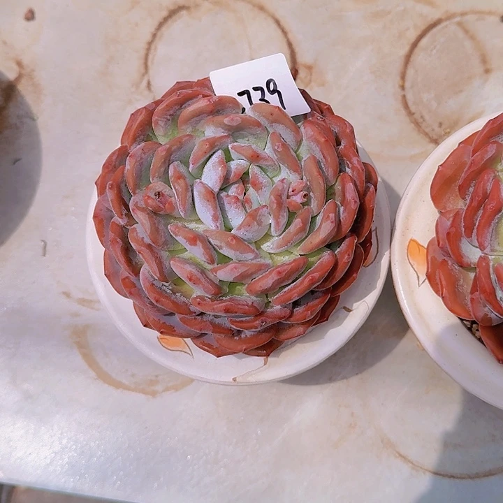 地**使2739橙子多肉植物