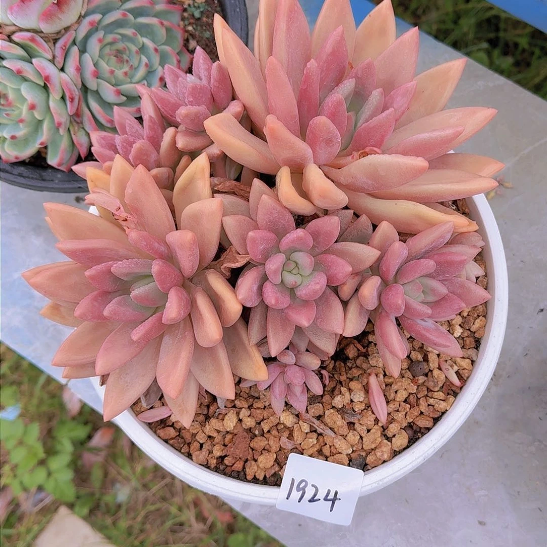 f*1924桃花源多肉植物
