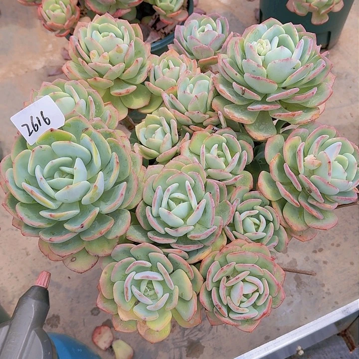 过**烟白月光多肉植物2616