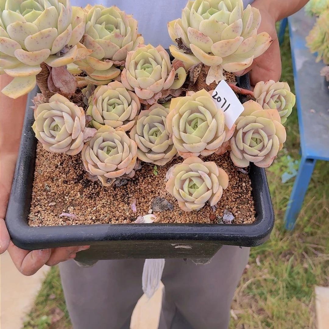 梅**^2071蓝色仓露多肉植物