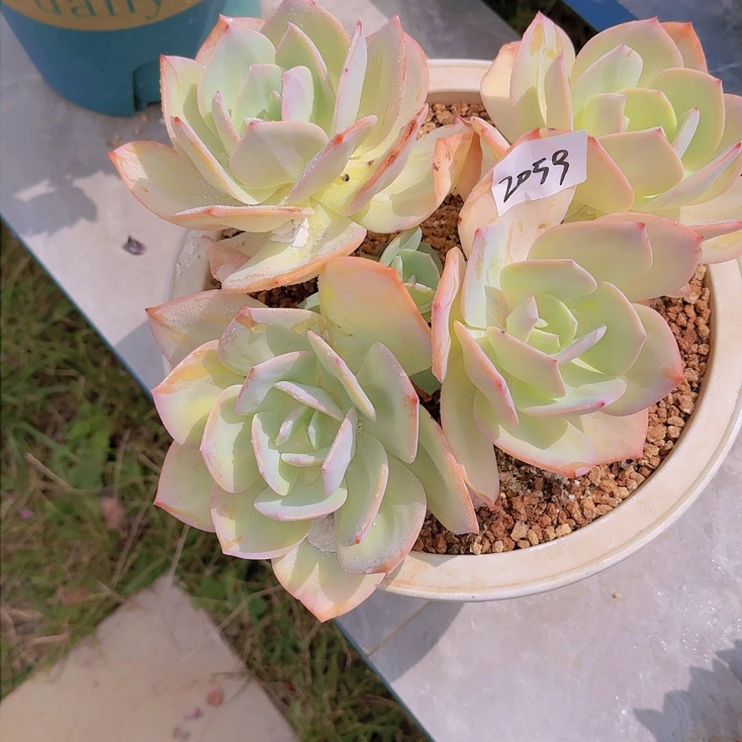 哒*鲵2059白凤多肉植物