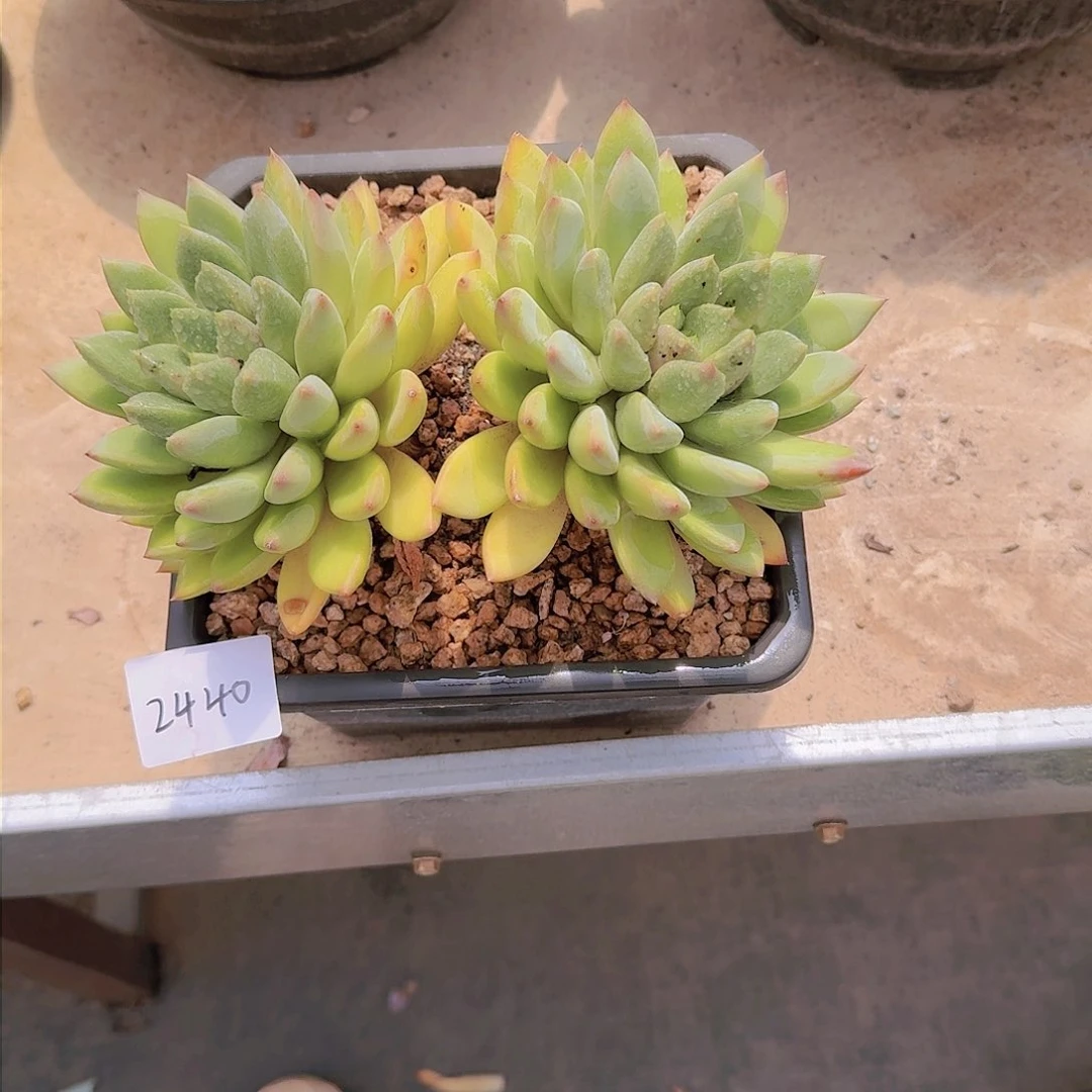 杰**同象牙多肉植物2440
