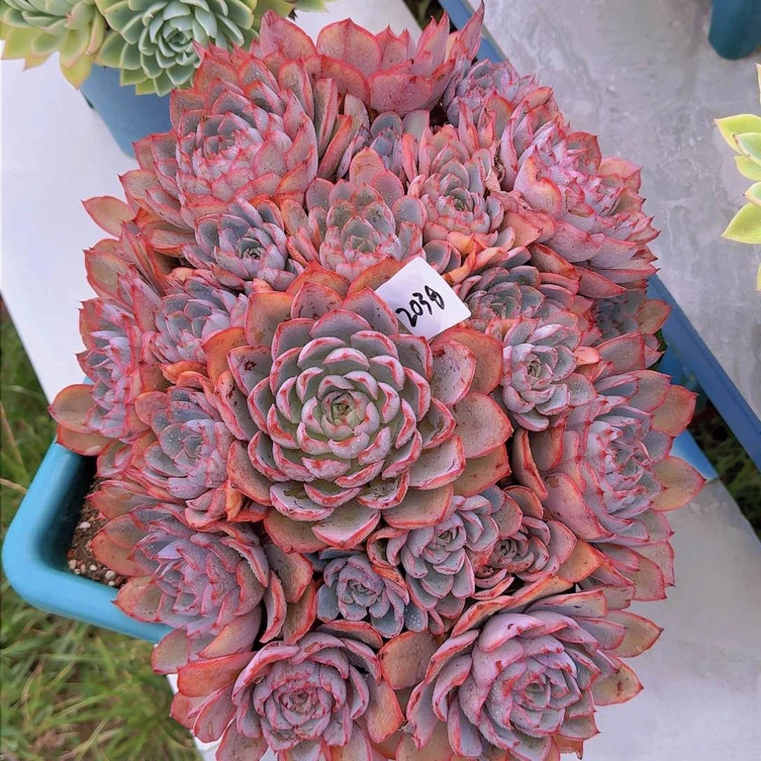 菲*?2038赫拉多肉植物