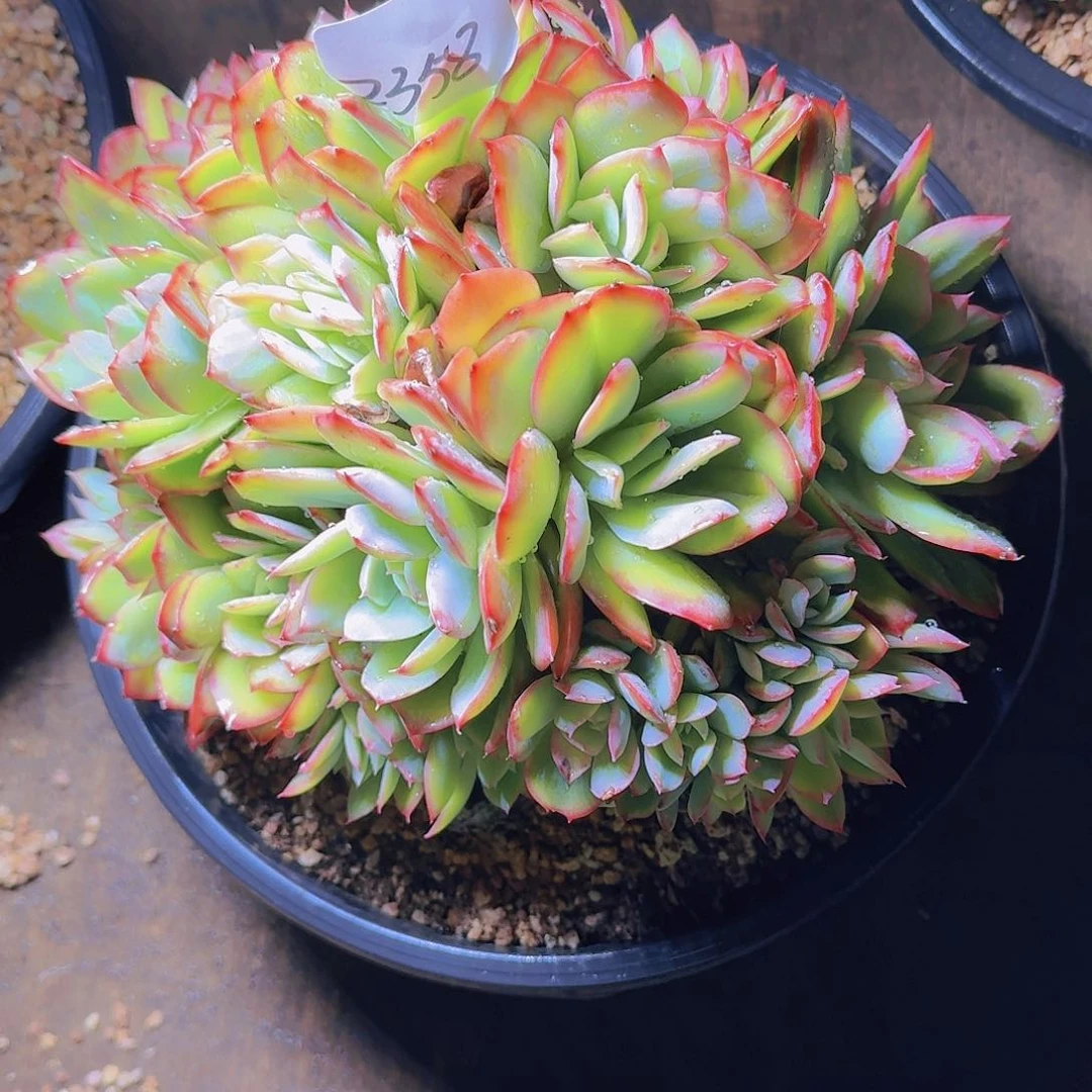 葳****）绮罗多肉植物2358