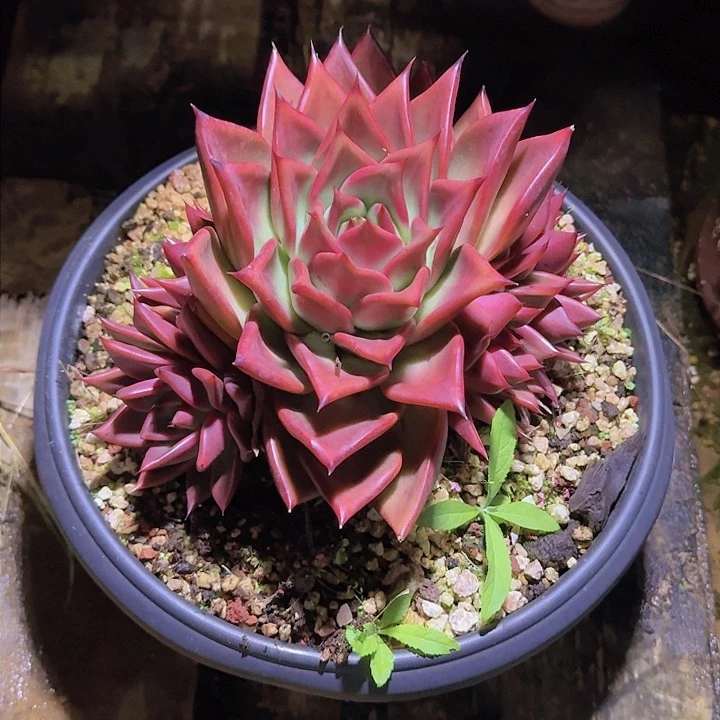 詠****＠2358杂交多肉植物