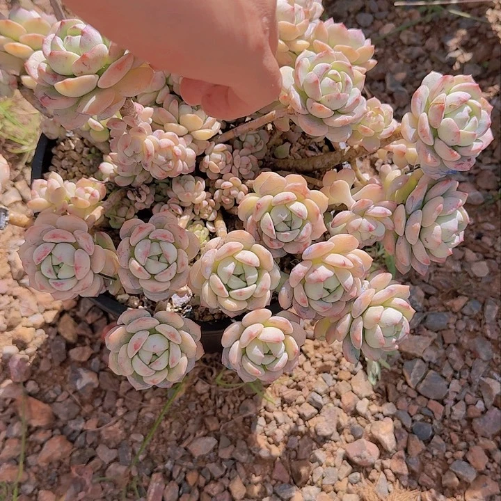 金**煌2947香草多肉植物