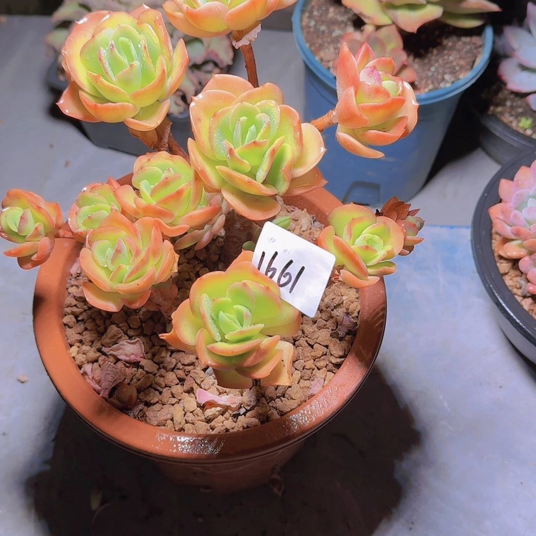 泰****店1661甜橙多肉植物