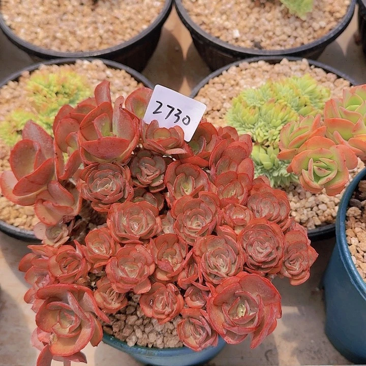 过**烟2730秀妍多肉植物