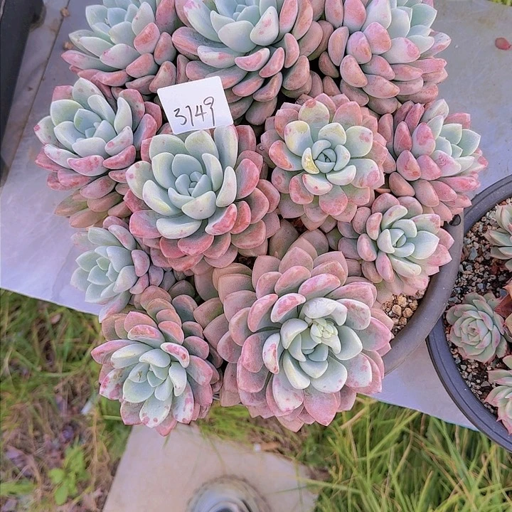 蓉3149花瓣露多肉