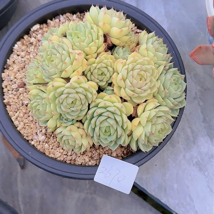 菲*?2670本巴多肉植物