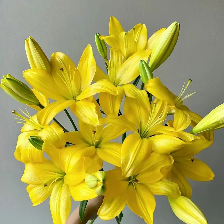 亚洲百合黄色   居家办公优选《东北基地发货》