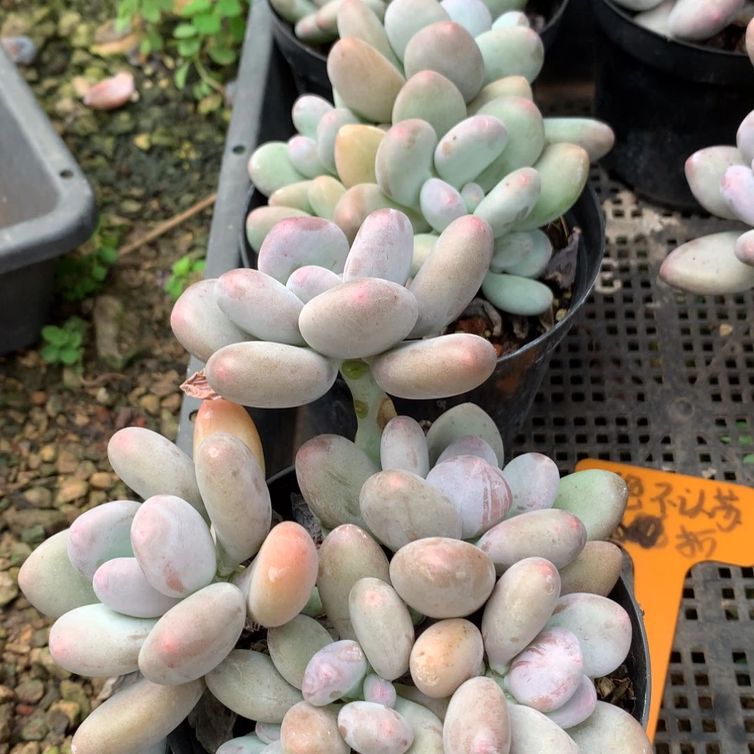 ฅ****多肉李子发户籍