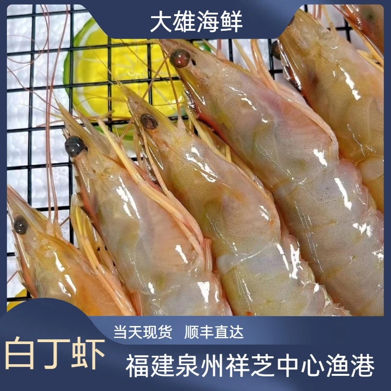白丁虾  泉州祥芝中心渔港野生船捕顺丰直达福利新鲜海鲜