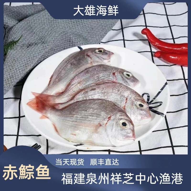 福建沿海赤鯮鱼 泉州祥芝中心渔港野生拖网顺丰直达福利新鲜