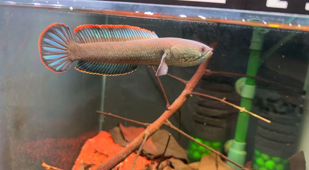 耐活观赏鱼直播挑鱼雷龙鱼