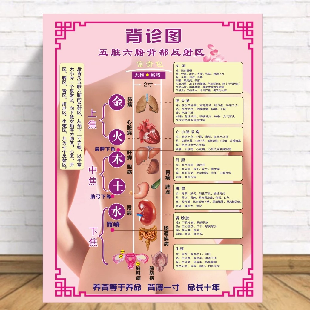背诊图五脏六腑背部反射区美容院养生海报背部穴位图贴纸贴画广告