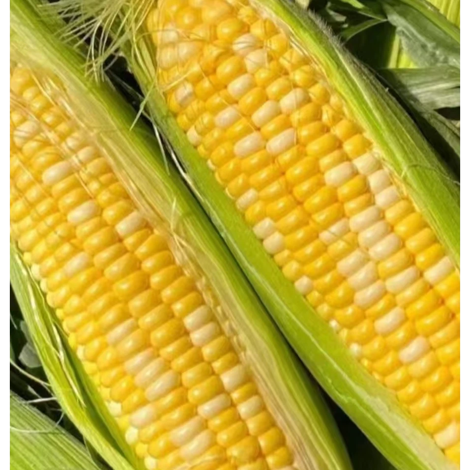 云南高山金银双色水果玉米新鲜脆嫩爆汁口味鲜甜现采现发甜孕妇