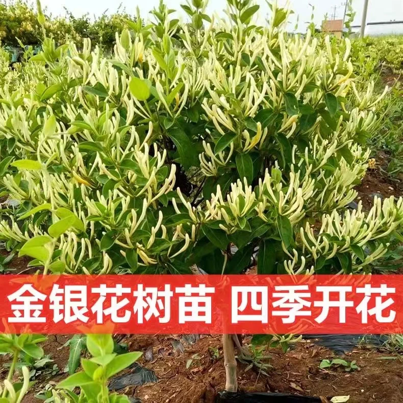 一物一拍-即拍即得-盆栽-地栽-基地直发