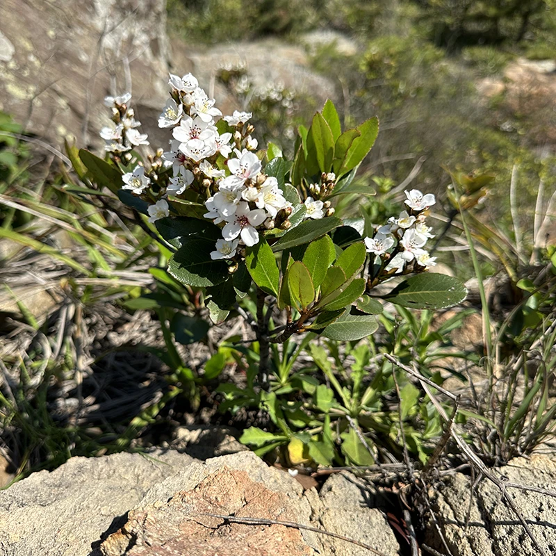 精品春花大货海岛栀子花盆景素材室内外盆景绿植大型植物大石斑木