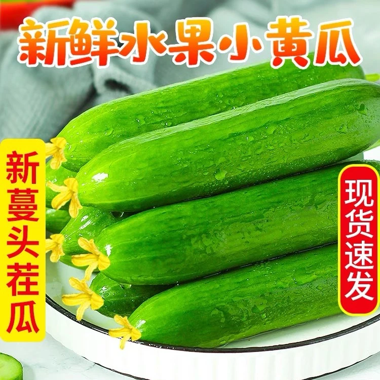水果黄瓜新鲜清脆爽口减肥小青瓜荷兰蔬菜农家山东旱生吃现摘现发