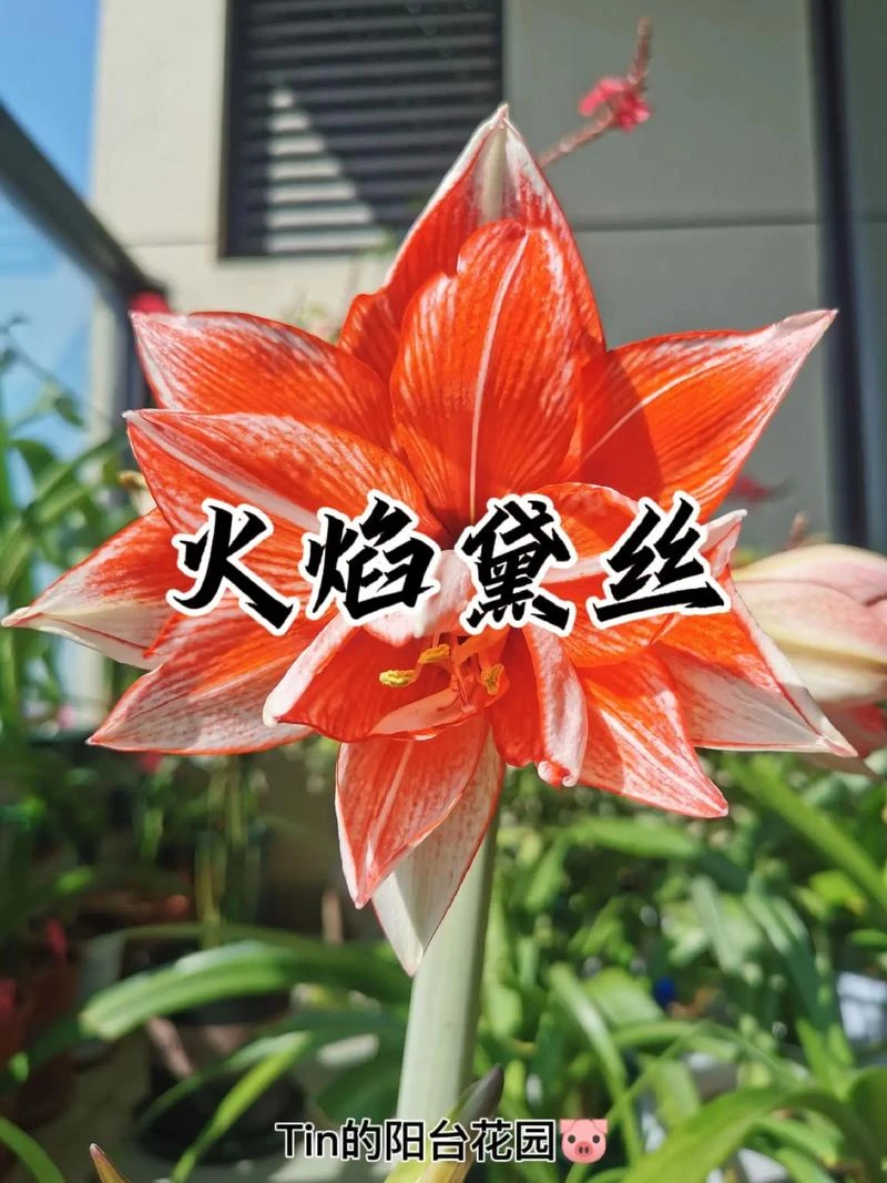 火焰黛丝朱顶红小苗1.5到2公分