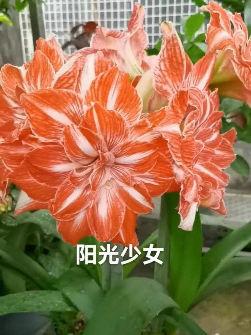 阳光少女 直径1.5到2厘米左右 朱顶红小苗现货