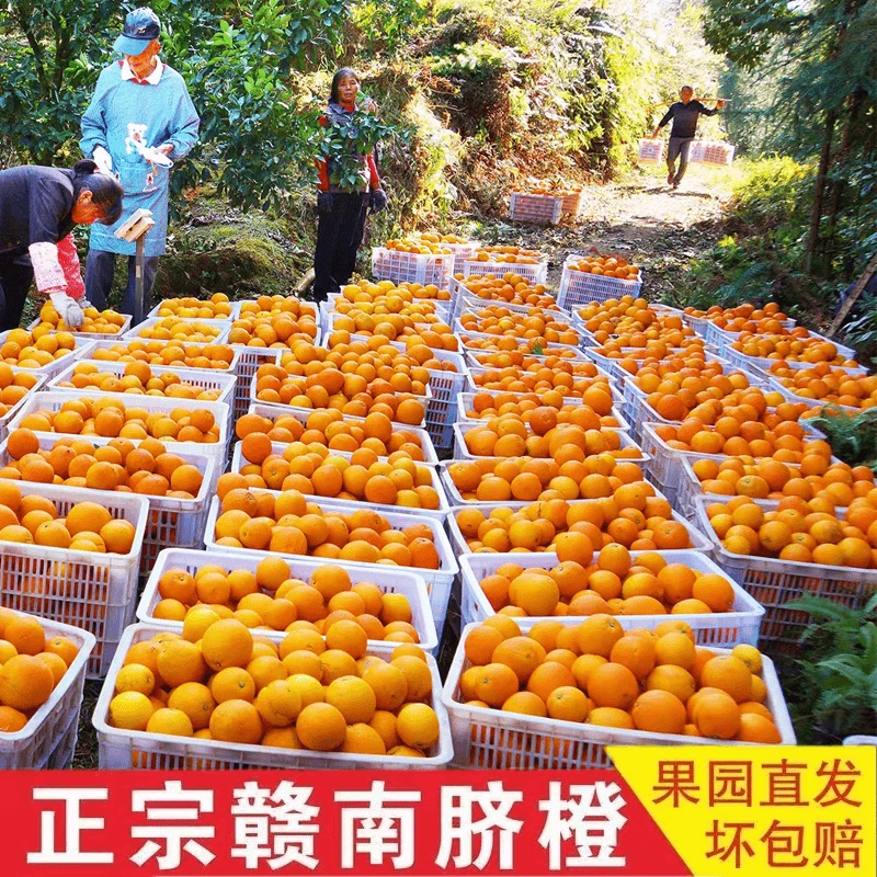 正宗江西赣南脐橙新鲜采摘源头直发坏果烂果包赔轻微花皮果