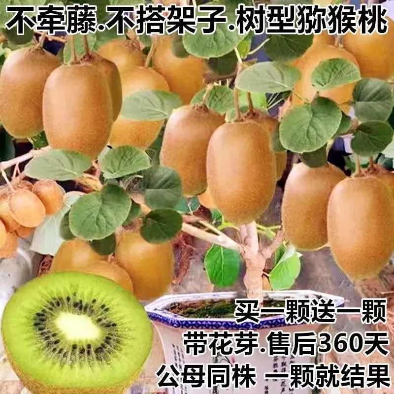 正宗嫁接自授粉红心猕猴桃树苗盆栽地栽徐香种植修剪发货优质结果