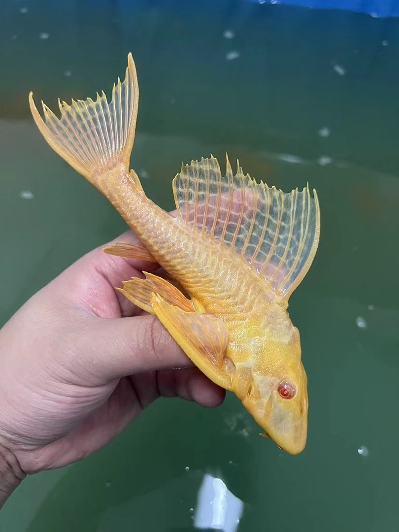 大尺寸红眼女王大帆清道夫除藻除青苔工具鱼女王异型热带观赏鱼