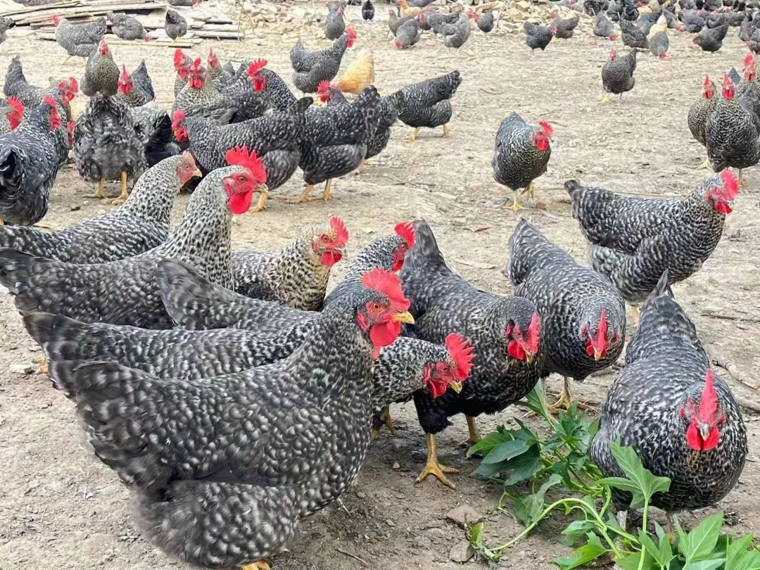 黑芦花鸡下蛋鸡散养鸡 1.5～1.8左右 下蛋鸡