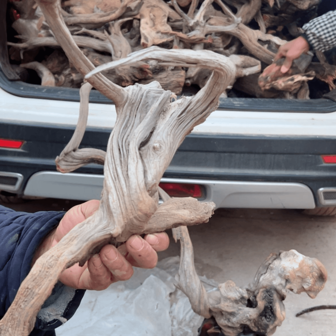 【闪购商品】崖柏根雕舒*来