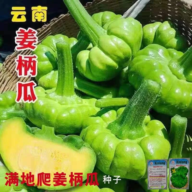云南姜柄瓜种子春夏秋季七叶瓜庭院爬藤小南瓜种籽丫丫瓜蔬菜种孑