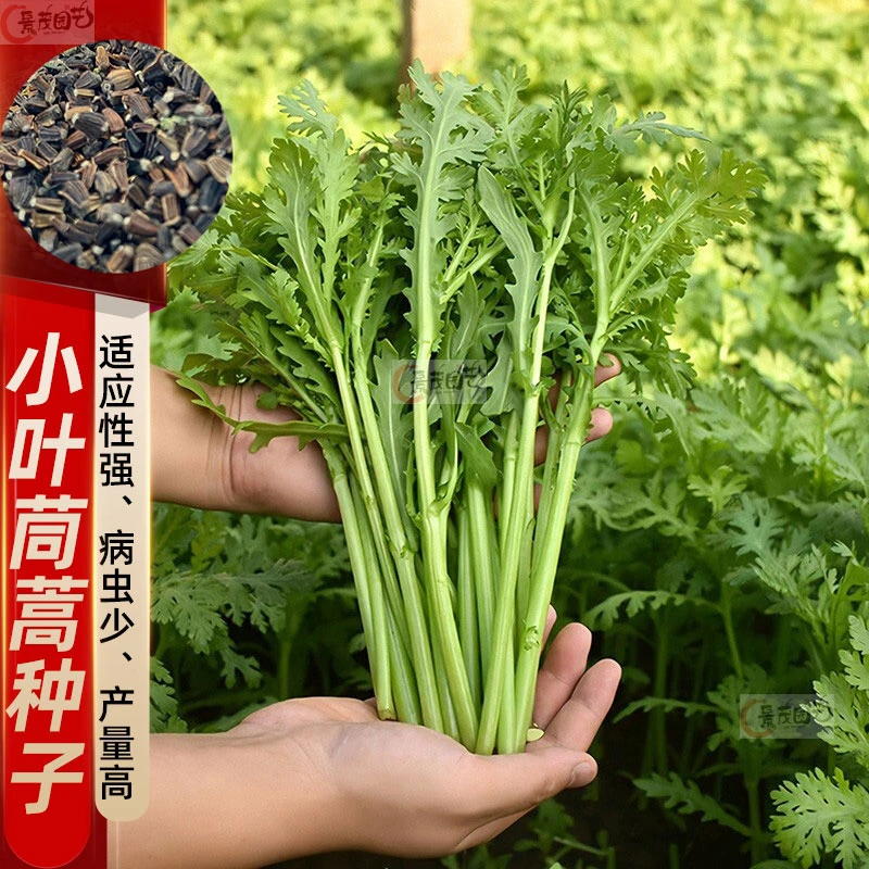 小叶茼蒿种子种籽菜种皇帝菜秋冬季籽种青菜蔬菜孑菜籽茼蒿菜种