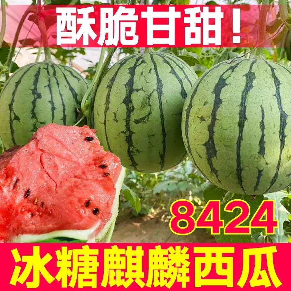 冰糖麒麟西瓜种籽大全懒汉美都无籽盆栽四季8424南方小甜瓜种子孑