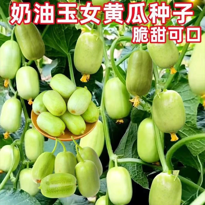 玉女水果黄瓜种子迷你小黄瓜籽生吃脆甜无渣春秋种植阳台盆栽种子